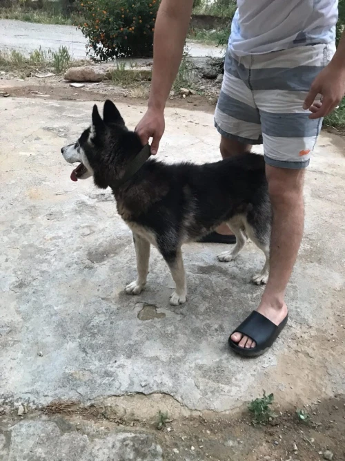 husky 3 mois