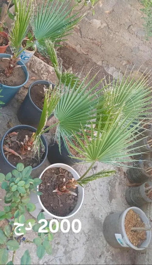 نخيل واشنطونيا 