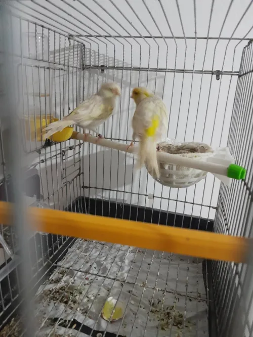 Coupla canari satini mozayik bag 21