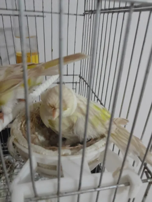 Coupla canari satini mozayik bag 21