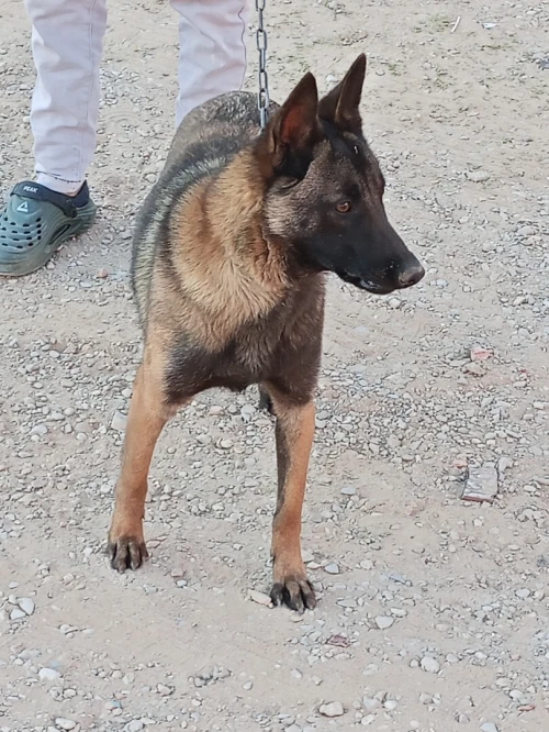 Bousaada Msila