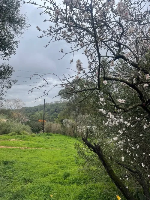 Vente Terrain Alger Draria