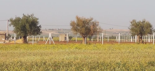 Vente Terrain Agricole Sidi Bel Abbès Hassi dahou