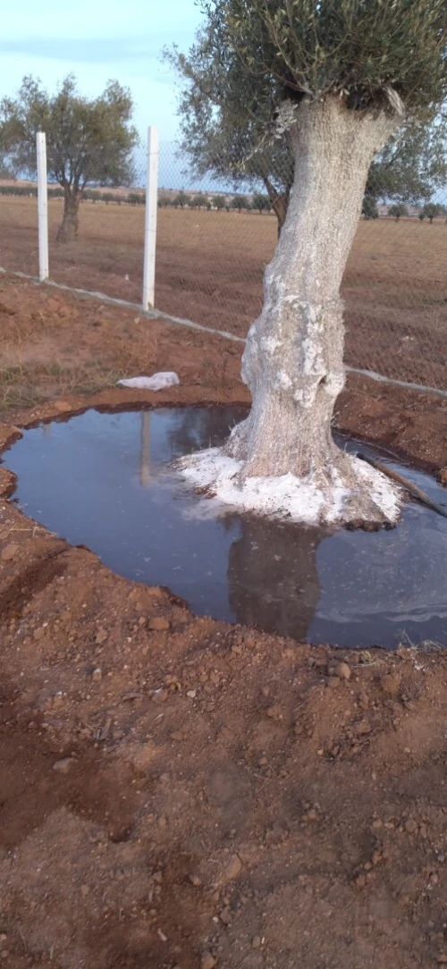 Vente Terrain Agricole Sidi Bel Abbès Hassi dahou