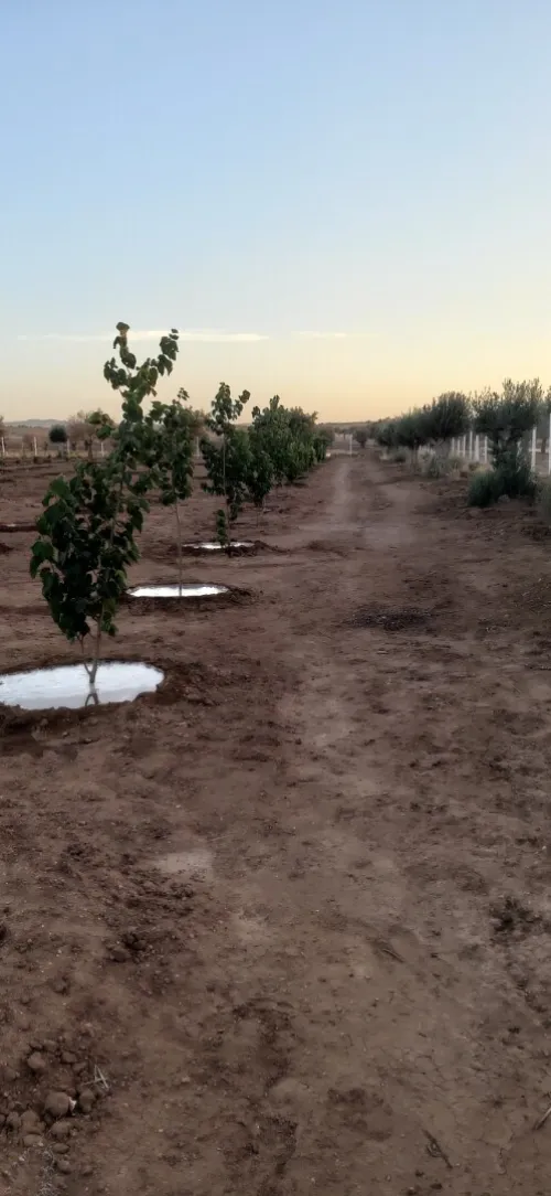 Vente Terrain Agricole Sidi Bel Abbès Hassi dahou