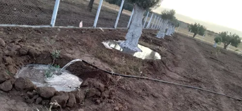 Vente Terrain Agricole Sidi Bel Abbès Hassi dahou