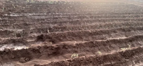 Vente Terrain Agricole Sidi Bel Abbès Hassi dahou