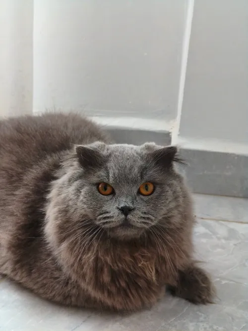 Scottish Fold Long Hair 100% Russie
