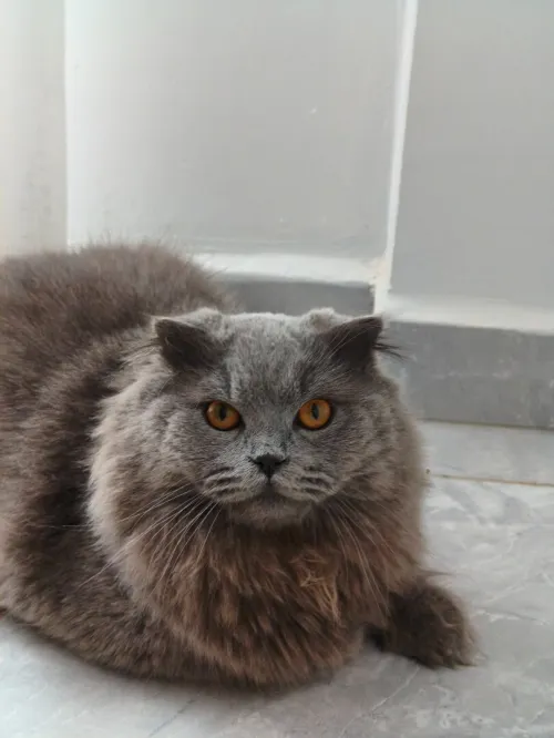 Scottish Fold à Poil Long 100% Russie