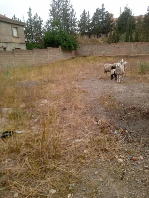Vente Terrain Bouira Sour el ghouzlane