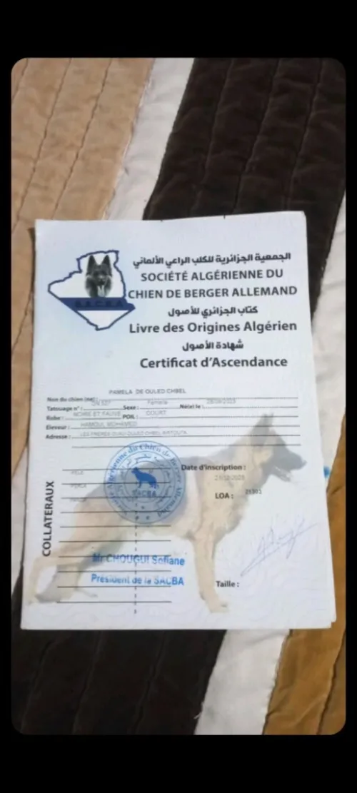 Berger allemand petigree 