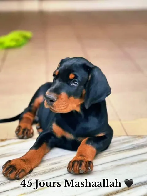Doberman Européen
