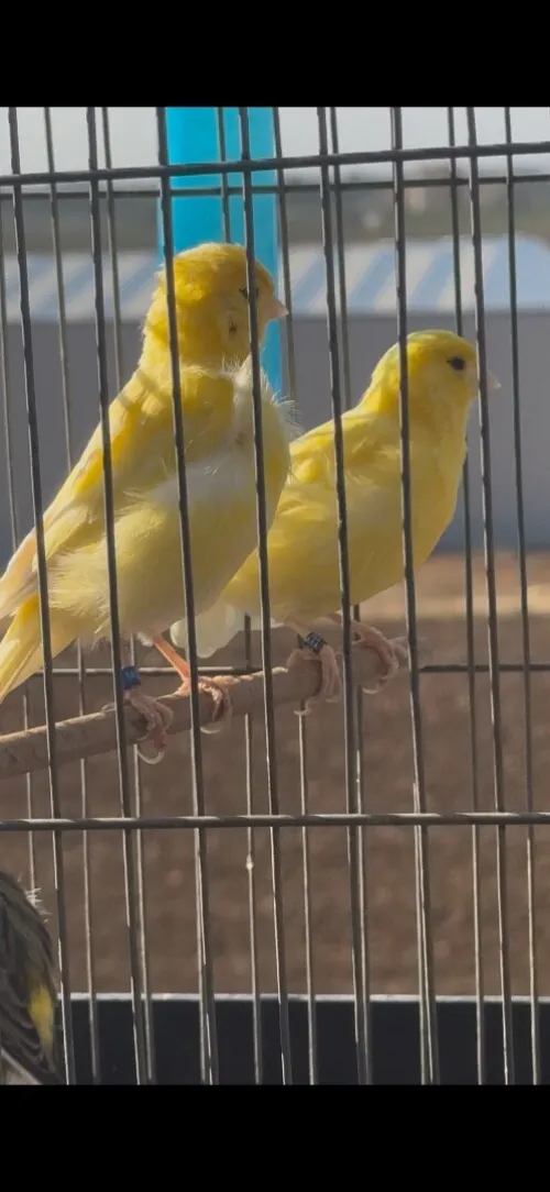Canaris Five Fancy 