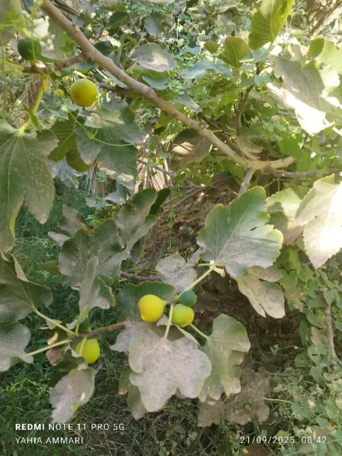 Vente Terrain Agricole Touggourt El Alia