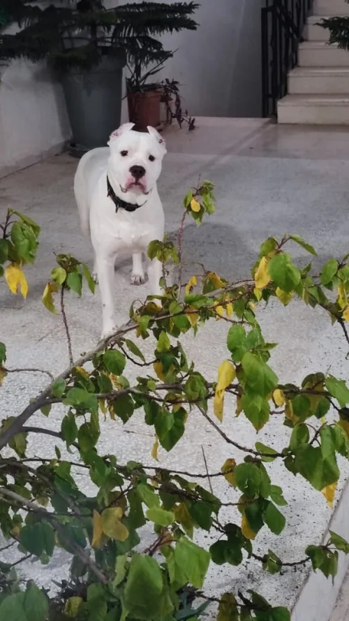 Dogue argentin