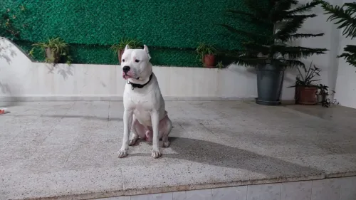 Dogue argentin