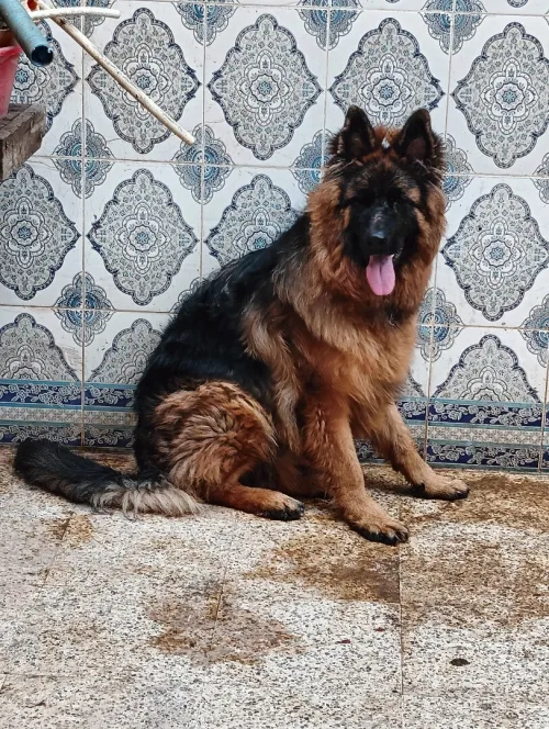 Chien de race 