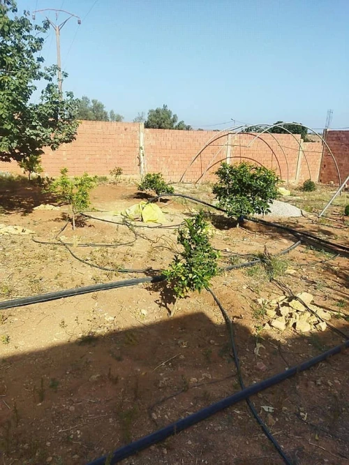 Vente Terrain Agricole Mostaganem Ain tadles
