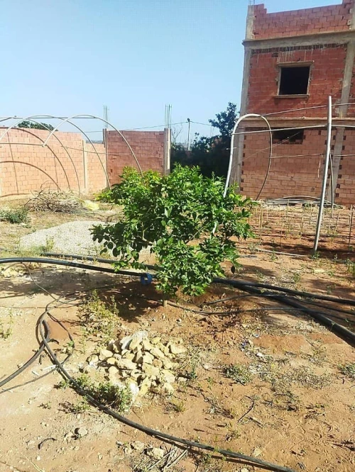 Vente Terrain Agricole Mostaganem Ain tadles