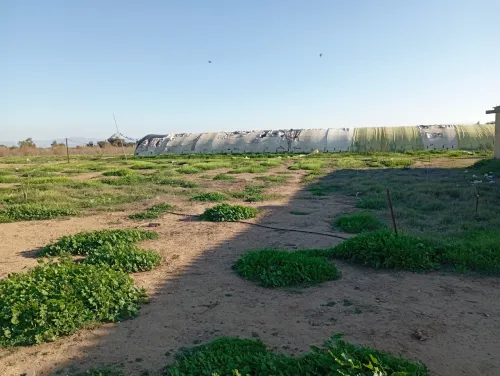 Vente Terrain Agricole Oran Misseghine