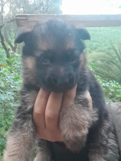 Berger allemand