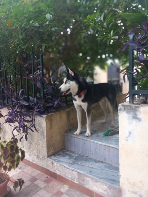 Hasky 