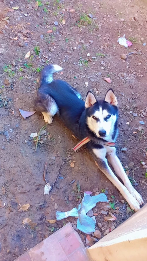 Hasky 