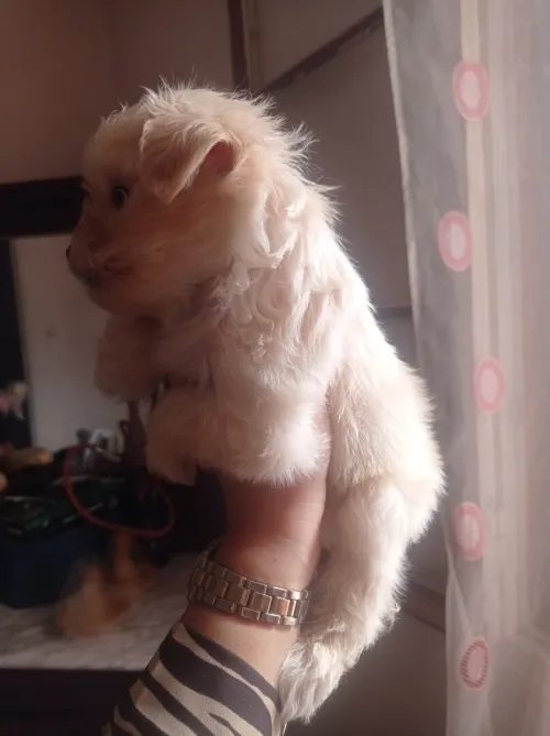 Caniche bichon maltais pure race 