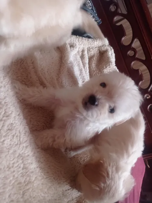 Caniche bichon maltais pure race 