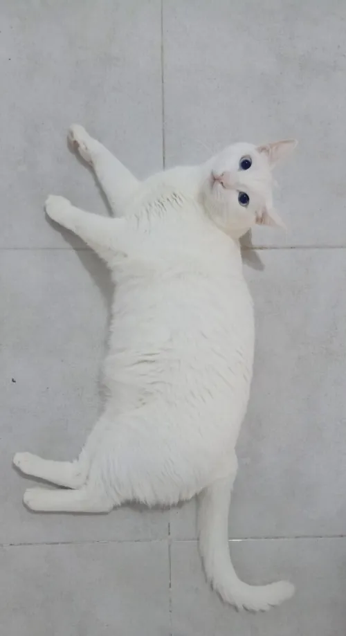 Angora male 