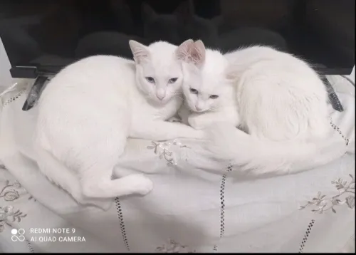 قطة أنغورا تركية Turkish Angora أصلية  بيضاء بعيون زرقاء