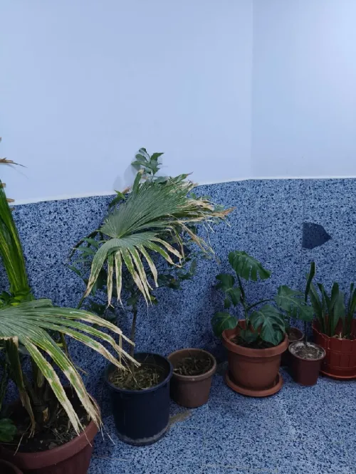 Location vacances Appartement F3 Boumerdès Boumerdes
