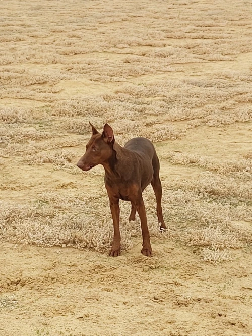 Doberman