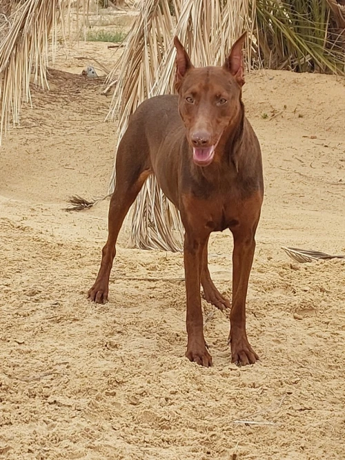 Doberman