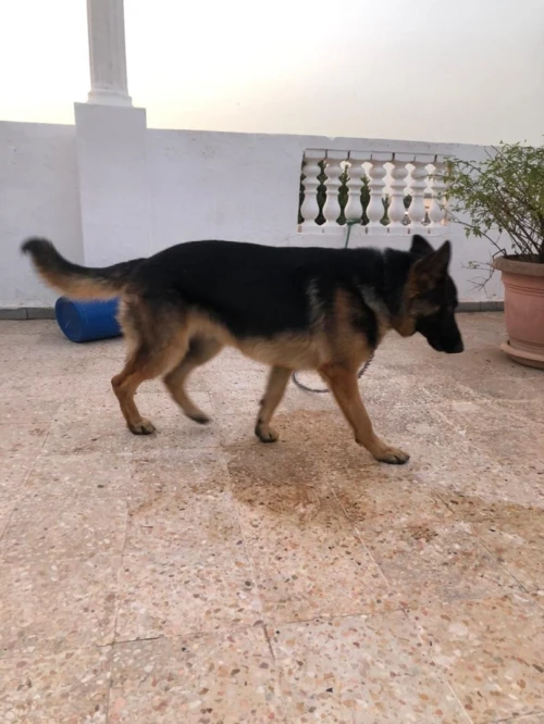 Berger allemand