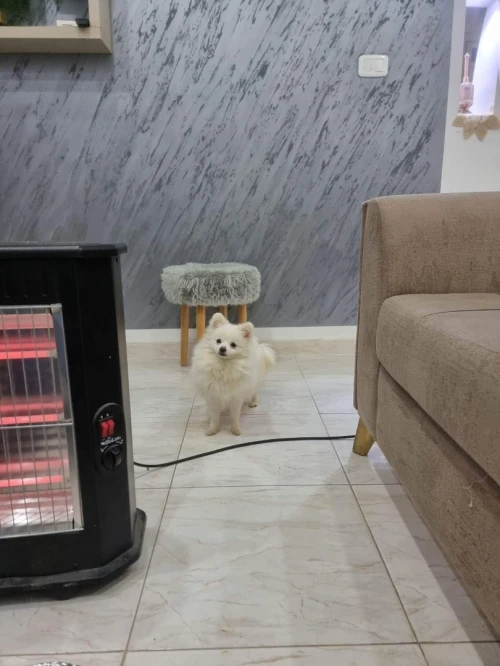 Spitz pomeranian 