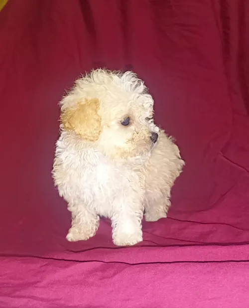 Caniche