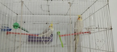 Couple de Calopsittes Adultes  Alger baraki