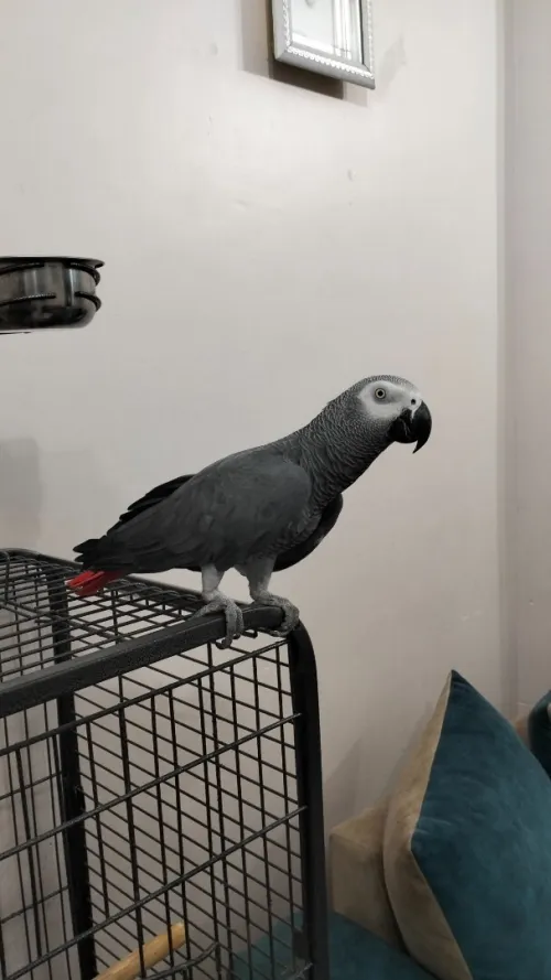 ڨابوني