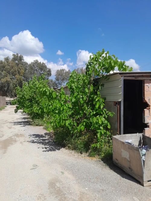 Location Terrain Agricole Blida Meftah