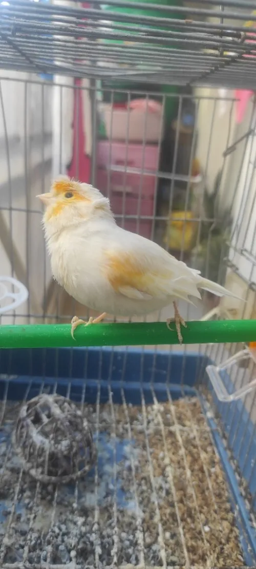 Canari mosaïque hipi 