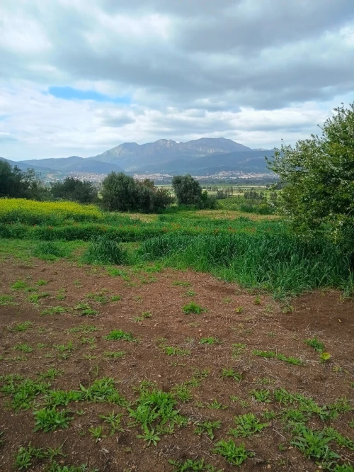 Vente Terrain Agricole Béjaïa Amizour