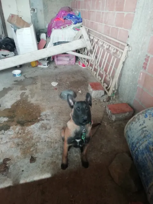 Chien 