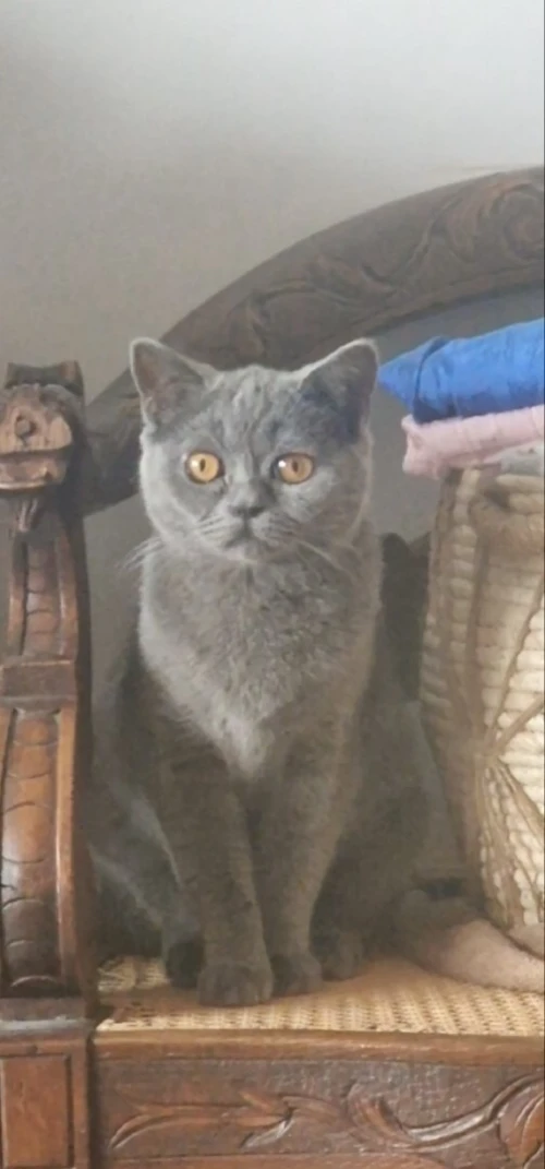 British Shorthair Femelle