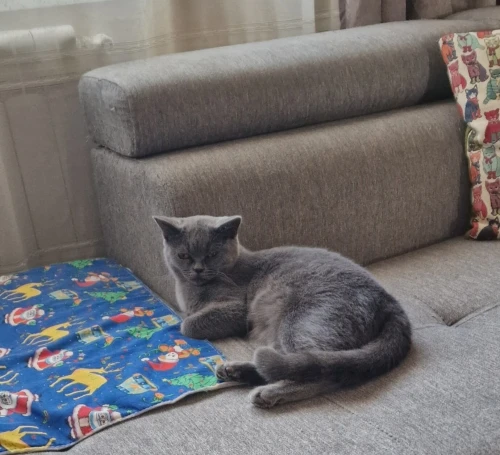 British shorthair femelle
