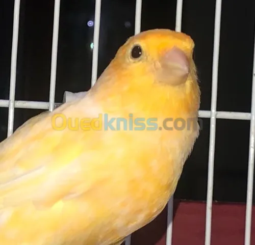 ذكر كناري اوردينار واجد canari