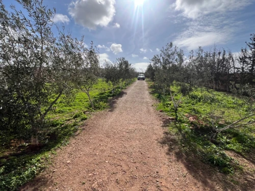 Vente Terrain Agricole Oran Boufatis