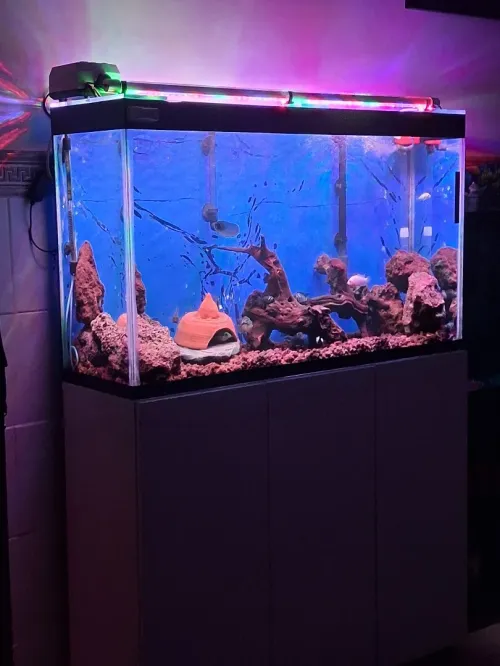 Aquarium avec meuble Haute Finition 1m
