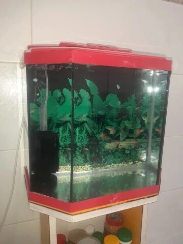 Aquarium avec meuble d'origine 40 litres