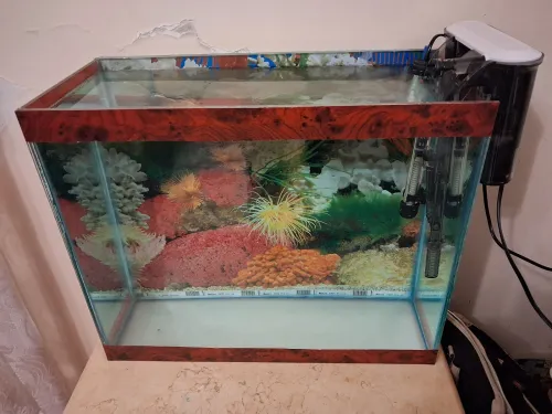 Aquarium 50x40x22cm avec accessoires et 10 poissons Koi